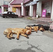 Собаки в Костроме