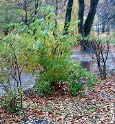 Осень в Костроме