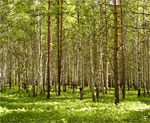 Департамент лесного хозяйства Костромской области